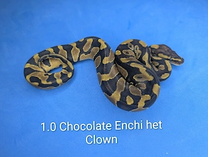 1.1 Enchi Chocolate het Clown 