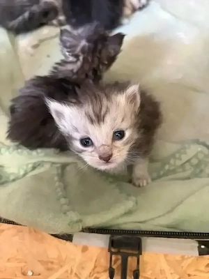 Reinrassige MaineCoon Kitten OP