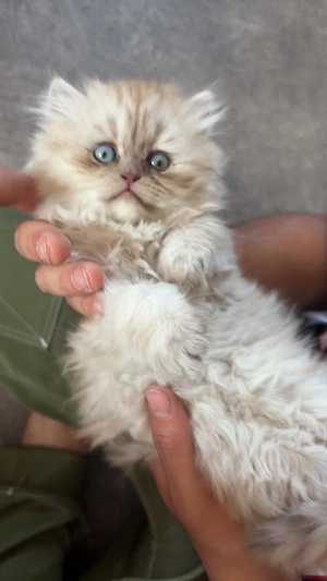 Reinrassige  Blh kitten zu verkaufen 