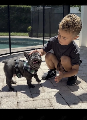 Französische Bulldoggen Welpen 