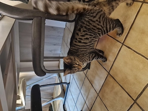 Kater Joe sucht Herzmensch 