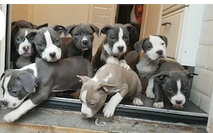 Wunderschöne American Pitbull Terrier Welpen