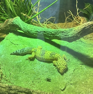 Verkaufe weiblichen Leopardgecko