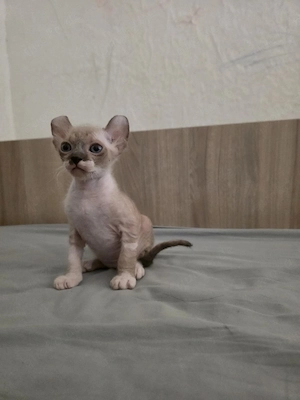 Sphynx Katze 