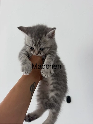 Britisch kurzhaar kitten 