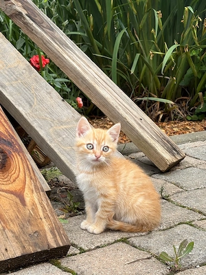 süßes Katzenbaby abzugeben