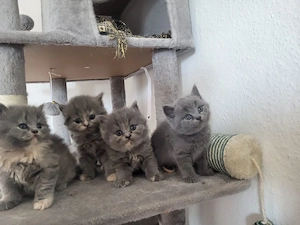    4 zauberhafte BKH-Kitten suchen ab dem 19.08.2025 ein liebevolles Zuhause   