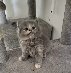    4 zauberhafte BKH-Kitten suchen ab dem 19.08.2025 ein liebevolles Zuhause   