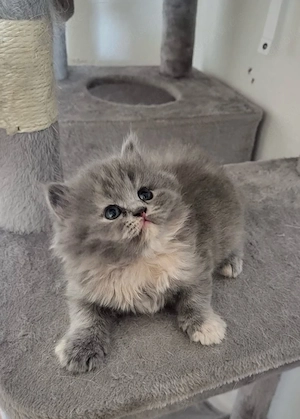    1 zauberhaftes BLH-Kitten sucht ab dem 19.08.2025 ein liebevolles Zuhause   