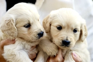 Golden Retriever Welpen suchen ein neues Zuhause