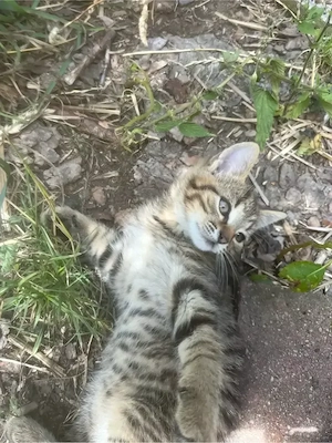 kleine bauernhof Katzen 