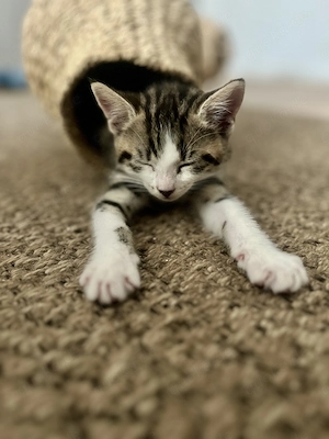  Süße Babykatzen suchen ein liebevolles Zuhause 