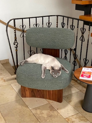 Siam-Kater vermisst   Finderlohn