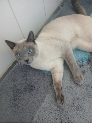 Kater vermisst   Finderlohn
