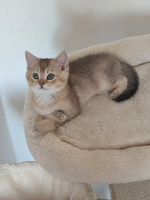 Britische Kurzhaar katzen Baby  Abgabebereit 