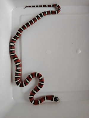 0,1 Berg-Königsnatter Lampropeltis pyromelana NZ25