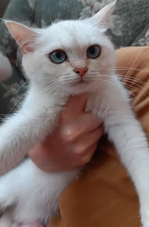 Bezaubernde Bkh Kitten NOCH FREI  2 Jungen und ein MÄDCHEN 
