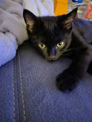 Verkaufe 3 Katzen babys Mischlinge aus Britisch Kurzhaar und Hauskatze