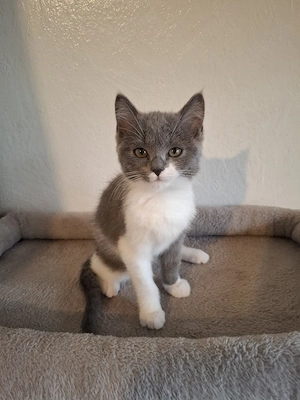 BKh Katze 