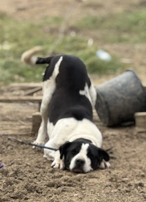 Sancho H ca. 50 cm   der Liebenswerte