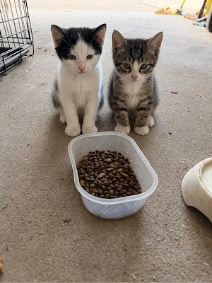 2 weibliche liebevolle Katzenbabys abzugeben
