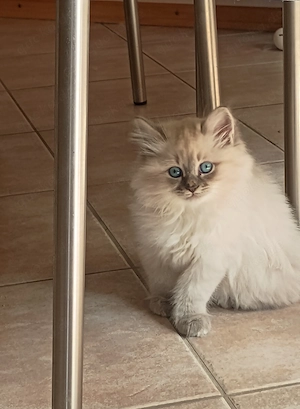 Neva Masquarade Kitten 