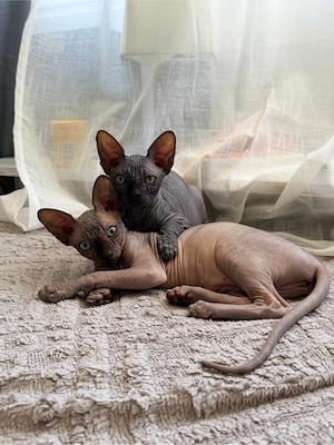 sphynx kitten 1 madchen 1 junge 