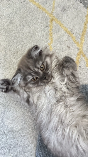 BKH,BLH Kitten ( ab sofort)