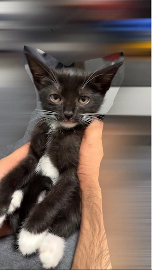 Baby katze 