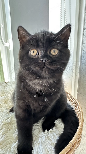 BKH,BLH Kitten ( ab sofort)