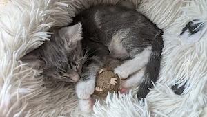 Mischlings Kater