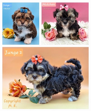 Süße Bolonka Zwetna Welpen ( ähnlich Bollipoo, Maltipoo, Zwergpudel  )