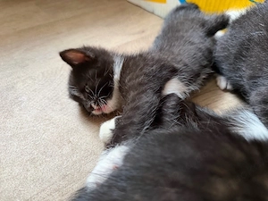 Kleiner Schwarzer Kater 