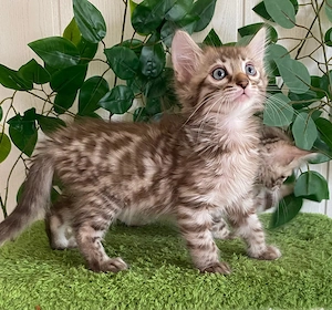 Seltene Cashmere Bengal Kitten. 2 Jungs in verschiedenen Farben