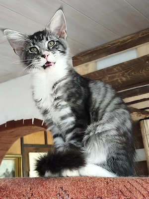 Maine Coon Kitten