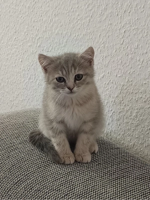 BKH Katzen 