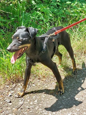 süße Pinscher Mix Hündin "Ema" sucht ein Zuhause