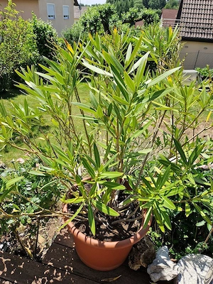 Oleander Pflanze Weiß ca.140cm.