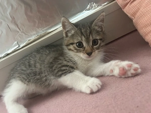 Katzenbabys ekhbritisch mix 