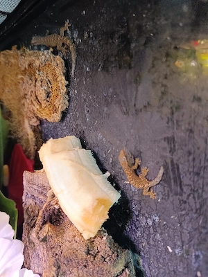 Zwerggeckos Geckos lugubris jungferngecko eigene Nachzuchten 