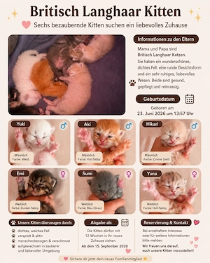  Kitten suchen ein liebevolles Zuhause 