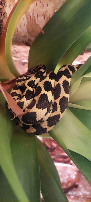 1,1 Teppichpython (Morelia spilota) Bild 2