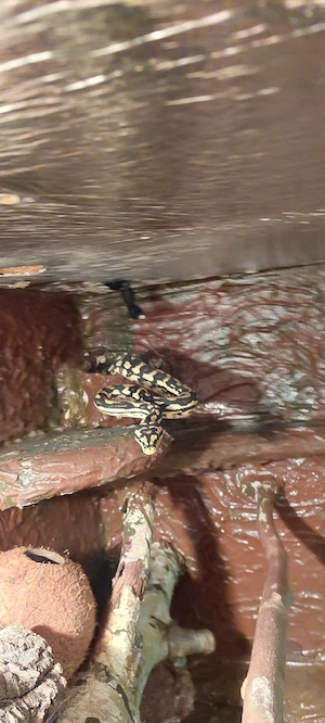 1,1 Teppichpython (Morelia spilota) Bild 4