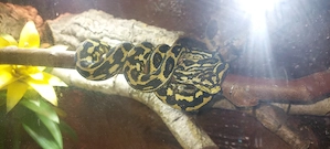 1,1 Teppichpython (Morelia spilota)