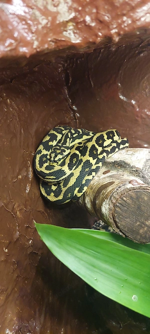 1,1 Teppichpython (Morelia spilota) Bild 3