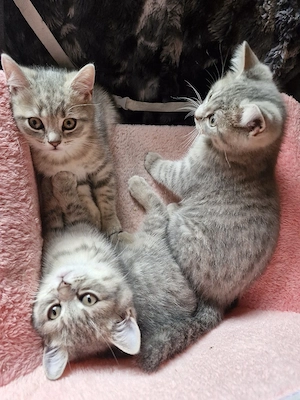 Britisch Kurzhaar Kitten  Bkh Abholbereit 