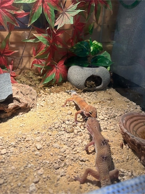 leopardgecko pärchen 