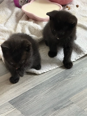 Mischling Kitten 