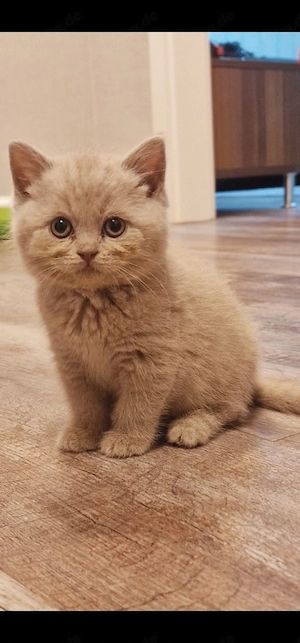 Bkh kitten Reinrassig. 