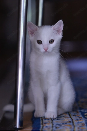 Kater weiß Katzenbaby Kitten gesund 